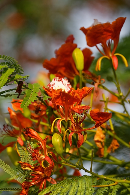 Suan Luang-JUN14-100